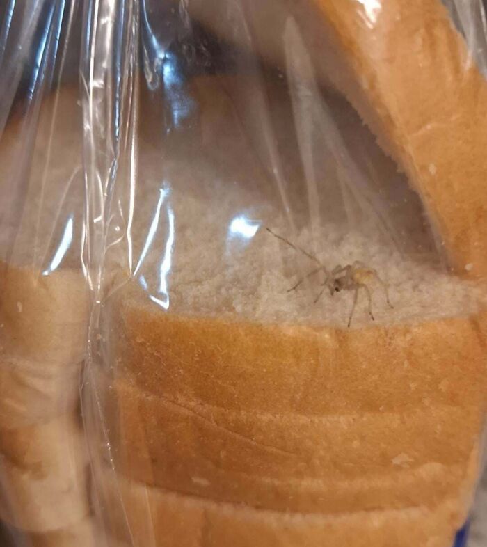 A bug inside packaged bread, illustrating a food disaster scenario.