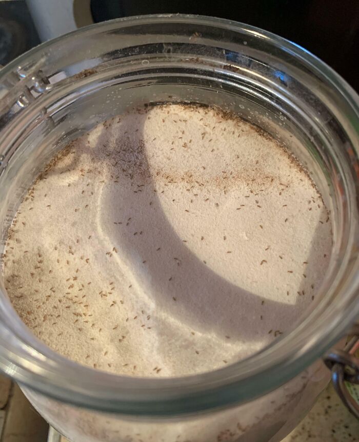 Glass jar filled with flour infested with tiny bugs, highlighting a food-related discovery of something disgusting.