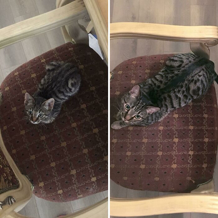 Loafing tabby cats on a patterned chair, shown in two poses on Reddit.