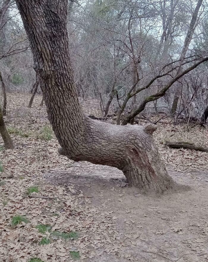 Worn-down tree trunk shaped by time, bending sharply near the base, with bare trees and leaves surrounding it.
