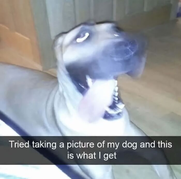 Blurry dog photo with funny caption, showcasing daily humor memes to make people smile.