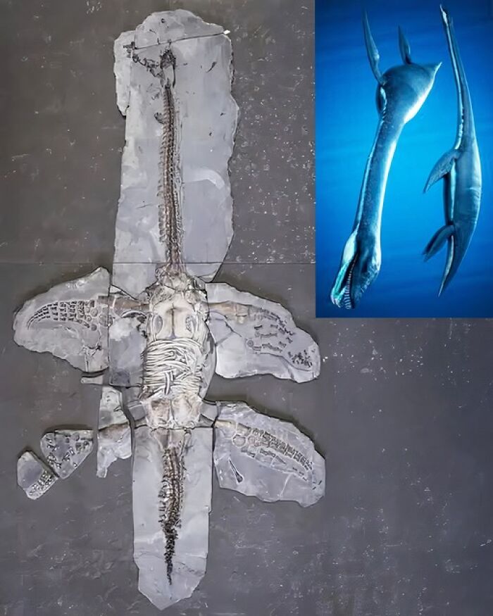 Ancient civilization secrets: Plesiosaur fossil on display shows its prehistoric structure and possible appearance.