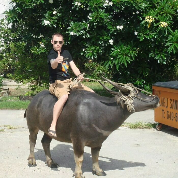 Person riding a water buffalo, giving a thumbs-up, in a tropical setting with green foliage, capturing a rare moment.