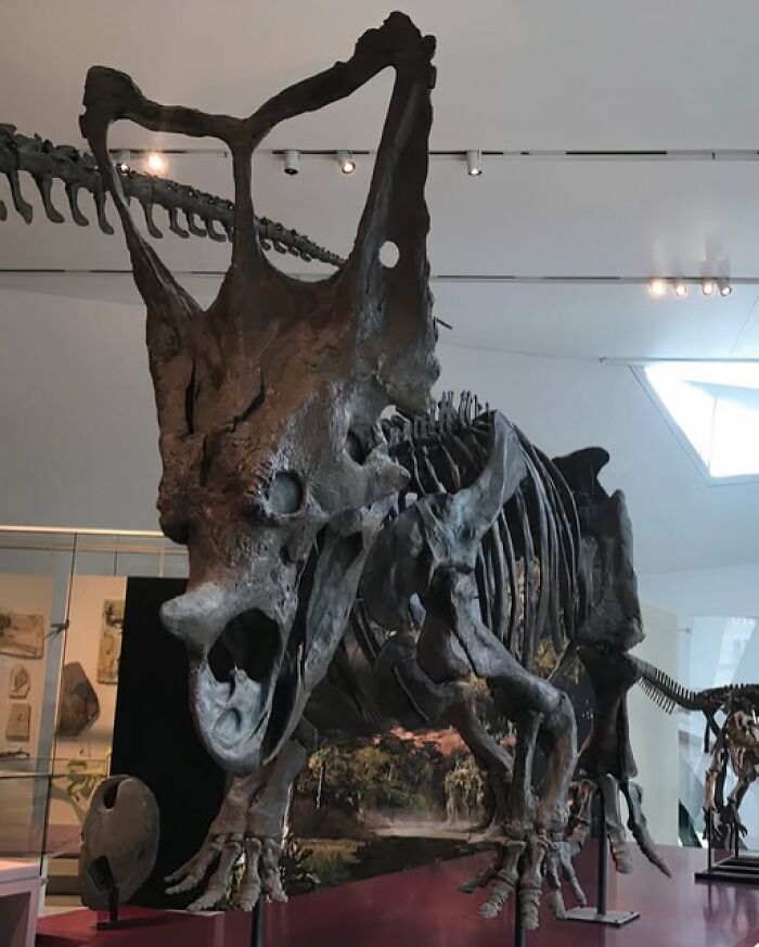 Triceratops fossil exhibit showcasing secrets of ancient civilizations at a museum.