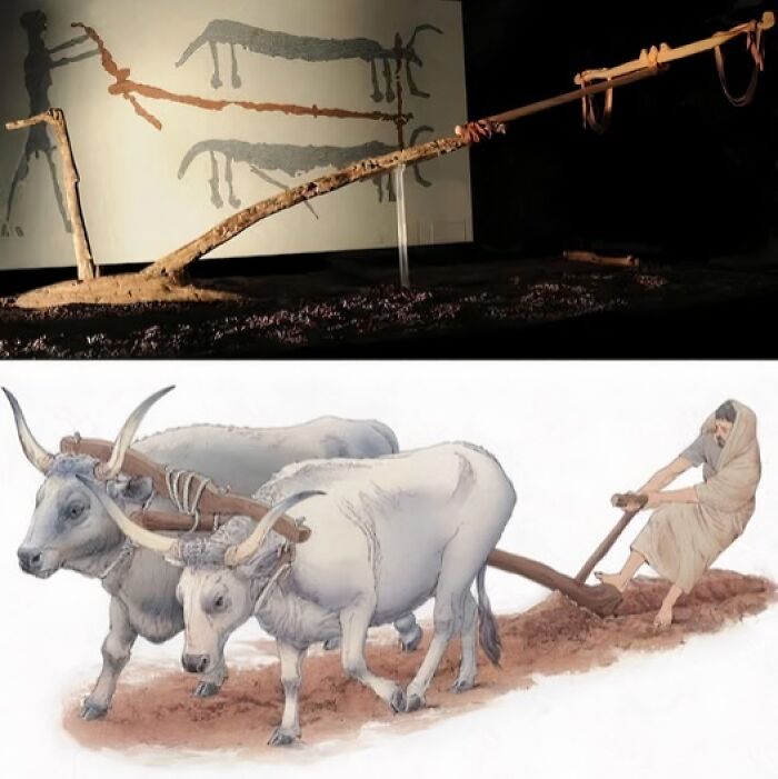 Ancient civilization plow and cattle drawing, revealing historical farming techniques.