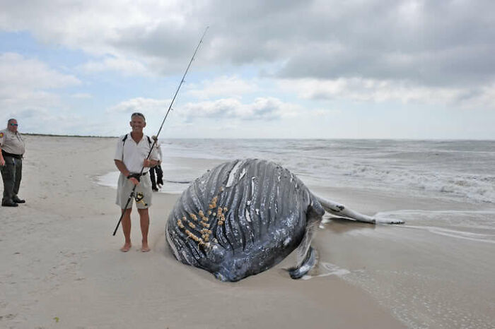 Man with fishing rod next to a beached whale, capturing unbelievable moment on a sandy shore.