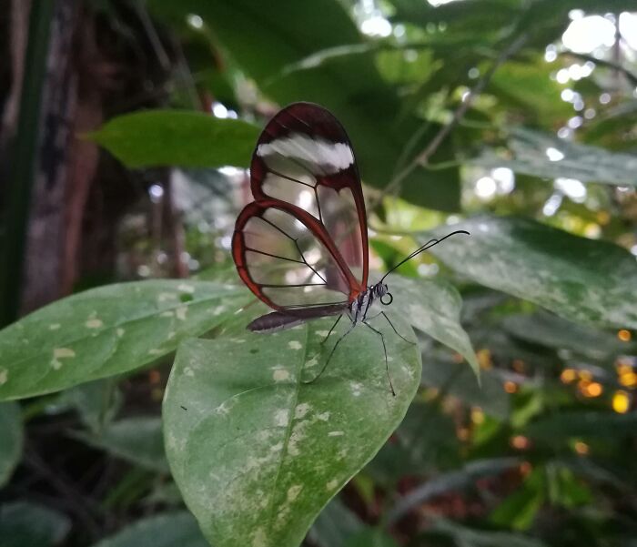 Mariposa transparente