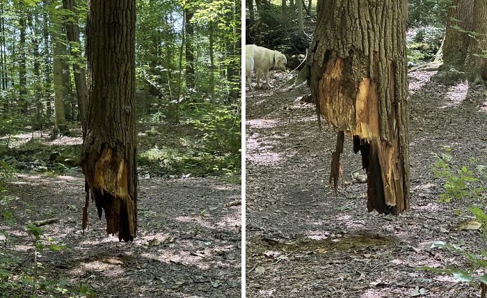 Floating tree trunk in forest, showcasing an unusual natural phenomenon and proving our world is far from boring.