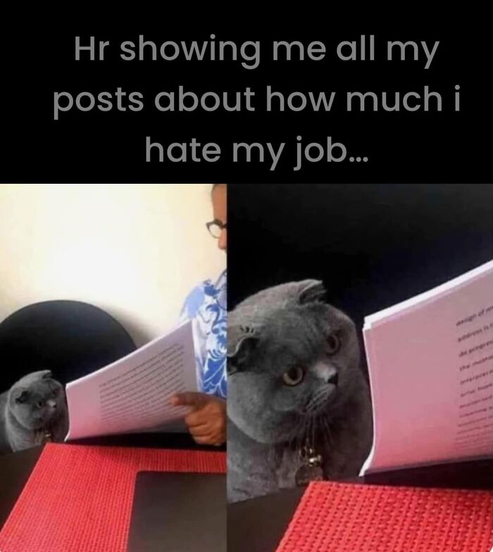 A cat and person looking at documents, humorously depicting work memes about job dissatisfaction.