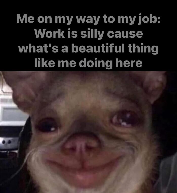 Dog smiling with funny work meme text about feeling out of place at work.