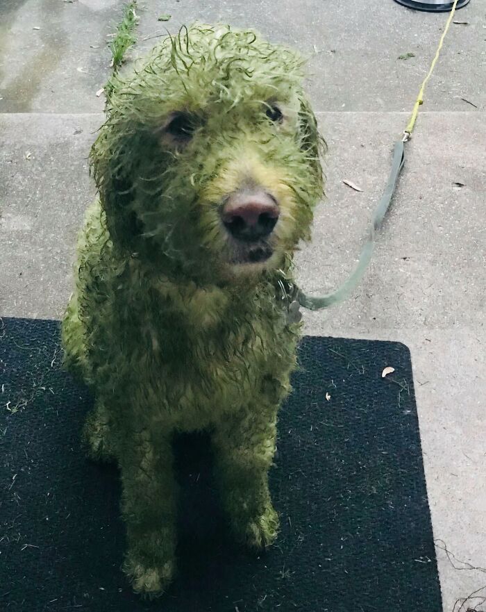Perro cubierto de césped después de jugar afuera, un error común que causa risas en internet.