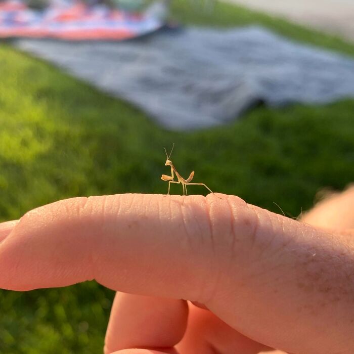 Insecto en un dedo, capturando un momento surreal en la naturaleza.