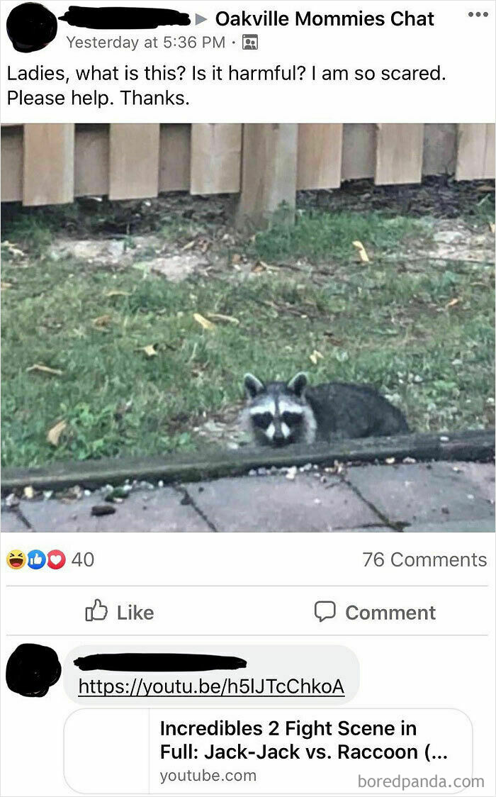 Raccoon in a yard, perplexing mom group discussion about its safety.