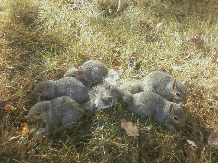 Squirrels clustered on grass, captured in a unique moment to prove an unusual sighting.