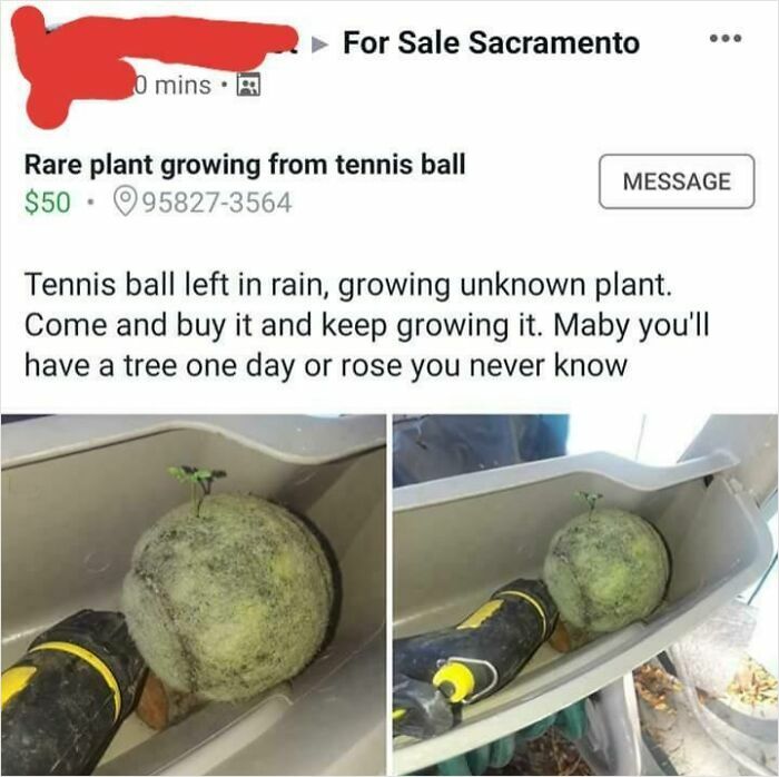 Tennis ball with small plant sprouts for sale on Facebook Marketplace.