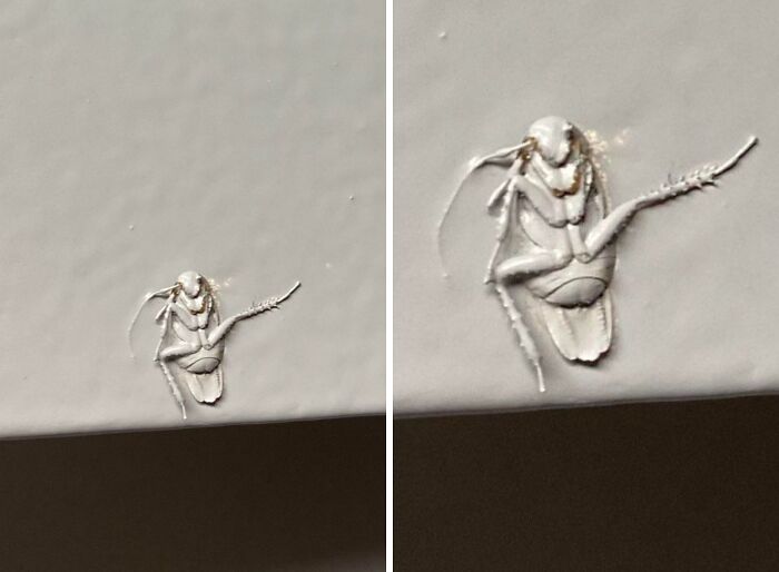 Imprint of an insect on a painted wall; an example of poor decisions in home design.
