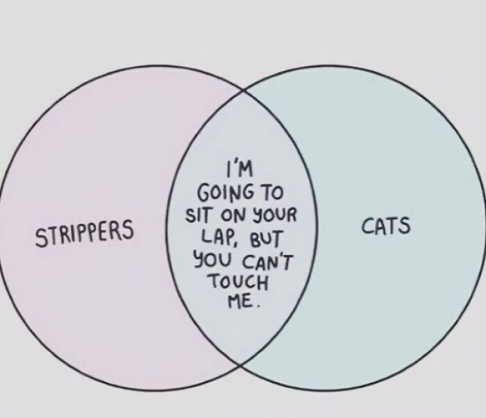 Venn diagram humorously comparing strippers and cats, illustrating a shared trait.