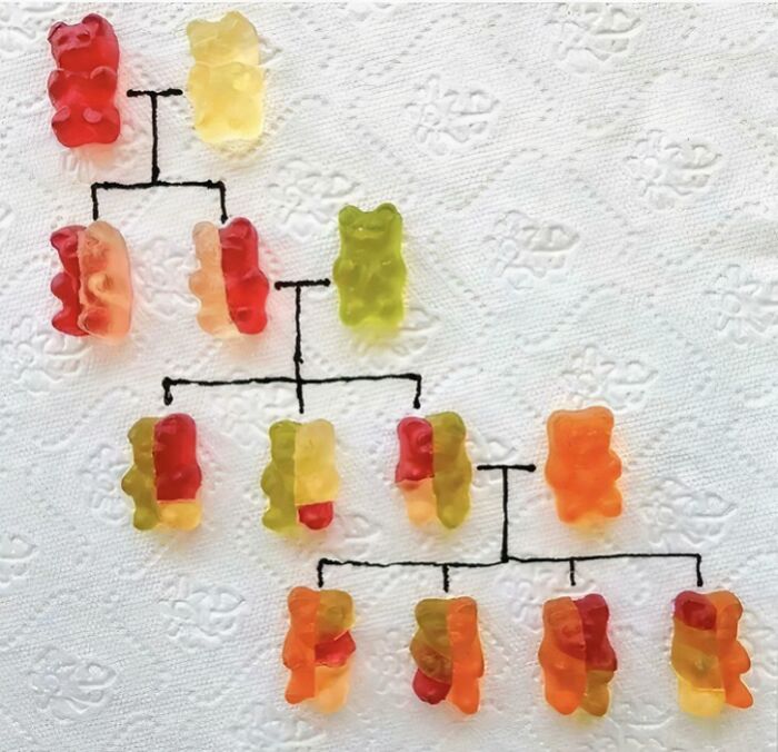 Infographic of gummy bears arranged in a family tree, teaching genetics concepts through candy visuals.