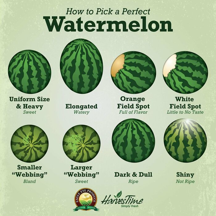 Infographic on choosing the perfect watermelon, highlighting size, shape, field spots, and webbing for best flavor.