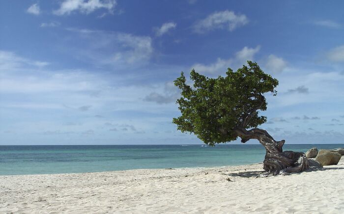 Scenic beach with twisted tree on white sand and clear blue water under a bright sky.