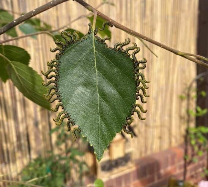 Hoja verde con oruga alrededor, creando un efecto surrealista.