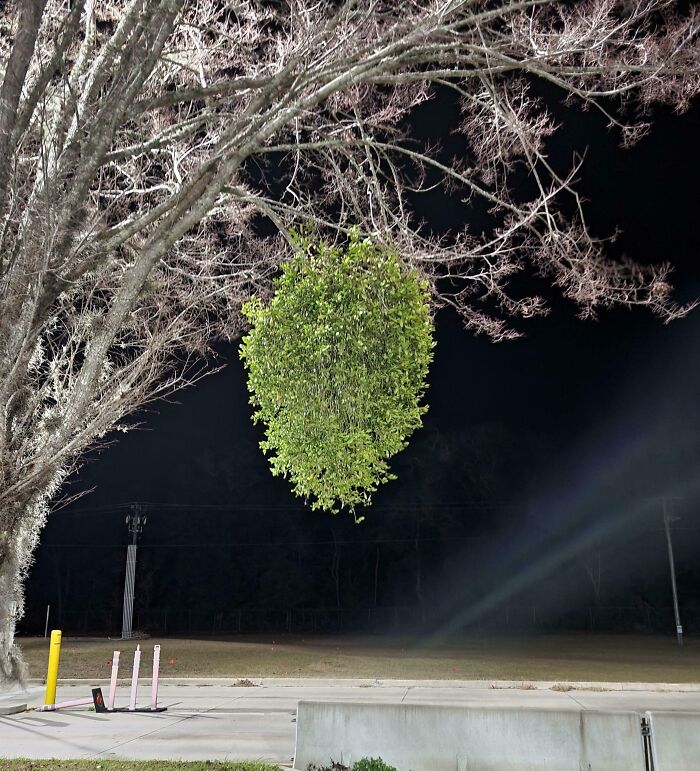 Floating green foliage against night sky, showcasing our world's awesomeness.