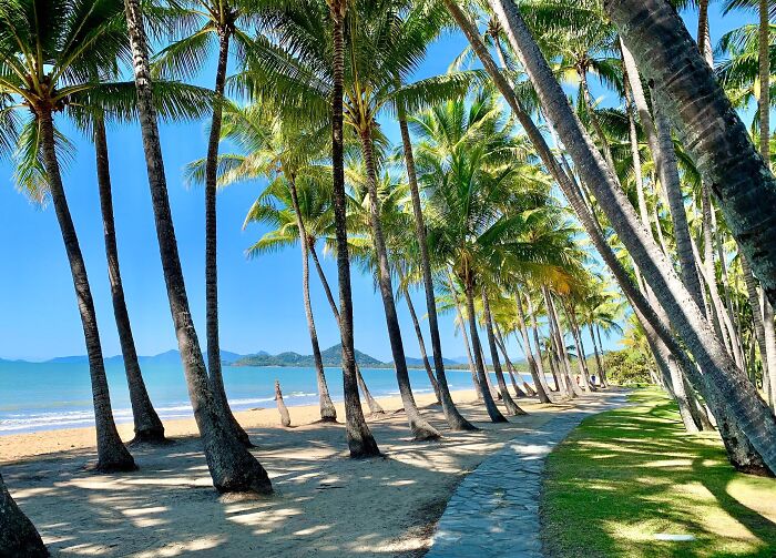 Sunny beach with palm trees lining a path, offering a stunning view of the ocean and blue sky.