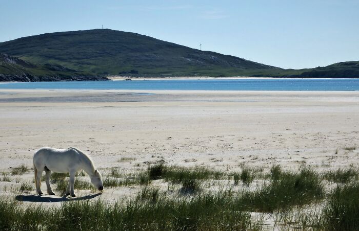 White horse grazing on a stunning beach with distant hills and clear blue sky.