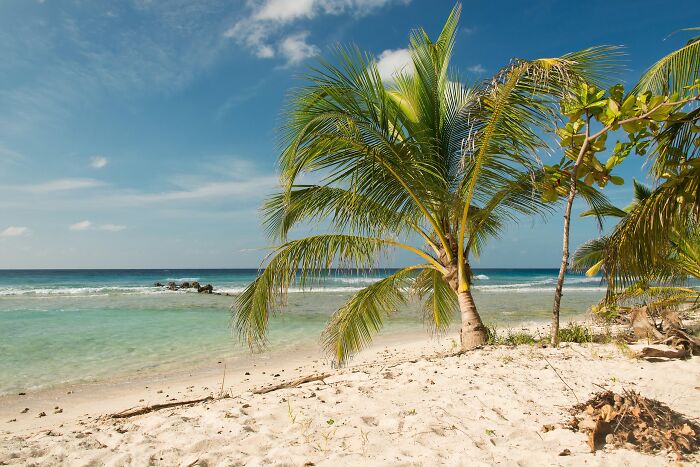 "Stunning beach with palm trees and clear blue water, perfect for a tropical getaway."