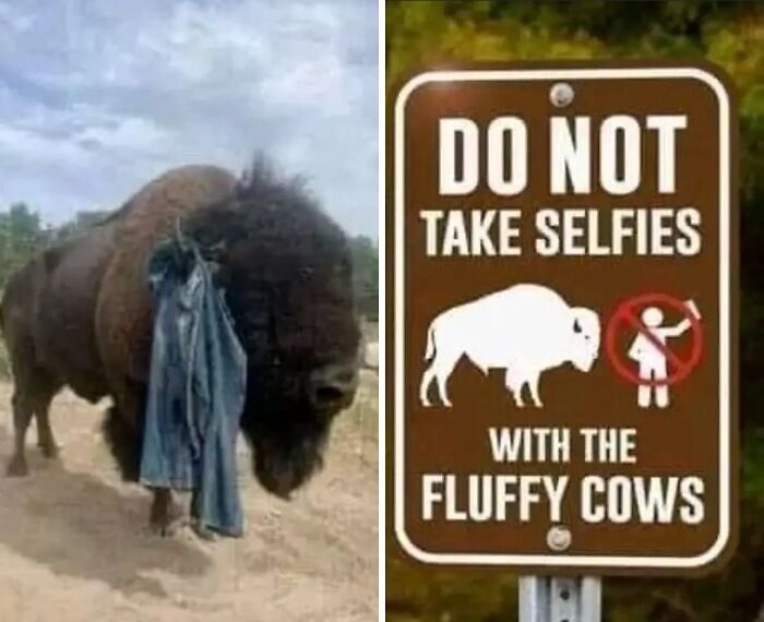 Bison walking with jeans on its horn next to a sign warning against selfies with "fluffy cows," highlighting a big mistake aftermath.
