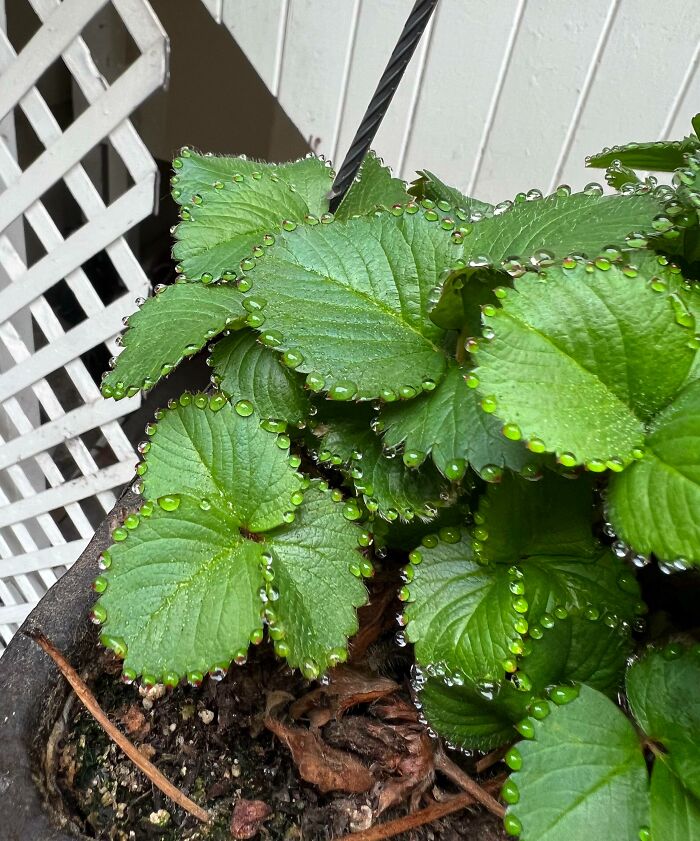 Close-up of green leaves with water droplets, showcasing the world's natural beauty.