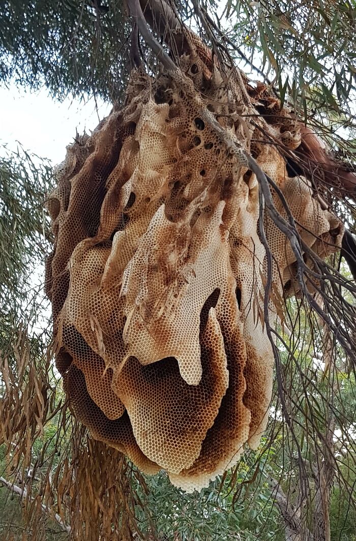 Enorme colmena colgando de un árbol, mostrando formas surreales y complejas estructuras hexagonales.