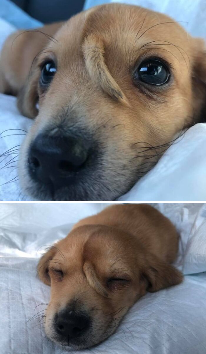 Perro cachorro con un rizo en la frente, mostrando una apariencia surrealista mientras descansa sobre una tela blanca.