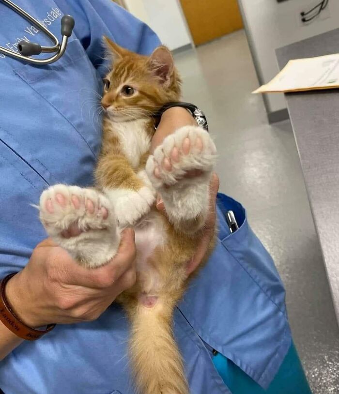 Gatito sosteniendo entre las manos de un veterinario, mostrando una escena surreal en la clínica.