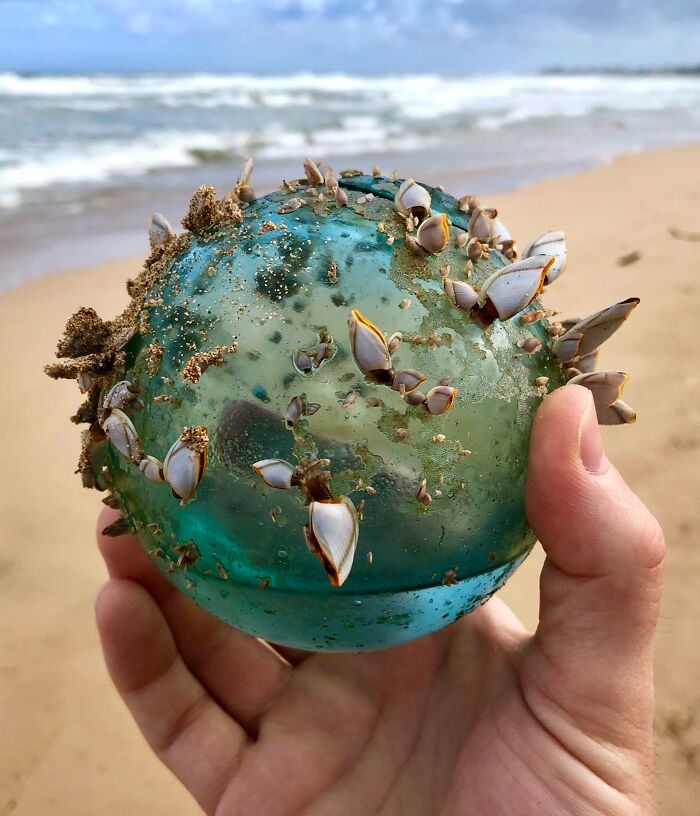 Hand holding a barnacle-covered glass ball on a beach, showcasing our world's unique and awesome wonders.