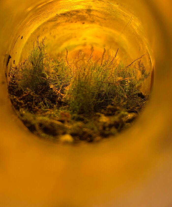 Tiny moss garden thriving inside a jar, showcasing our world's fascinating diversity.