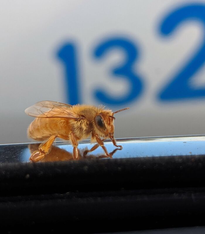 A close-up of a honeybee on a reflective surface, showcasing our world is far from boring.