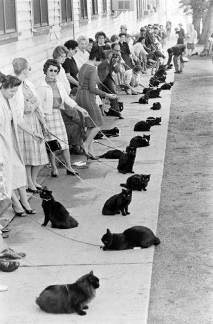 Women seated with numerous black cats on leashes, showcasing a unique scene from America during the JFK years.