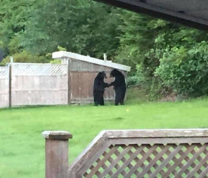 Two bears standing and facing each other in a backyard, surprising sight captured in a photo.