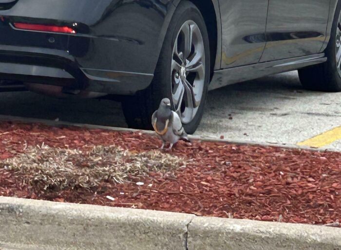 Pigeon with a bread necklace near a parked car, capturing a unique moment people wouldn't believe without a photo.