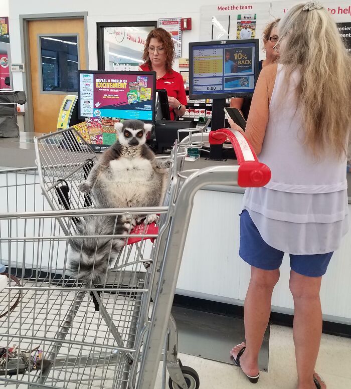 Lemur sitting in a shopping cart at a checkout counter, with a cashier and a customer nearby.