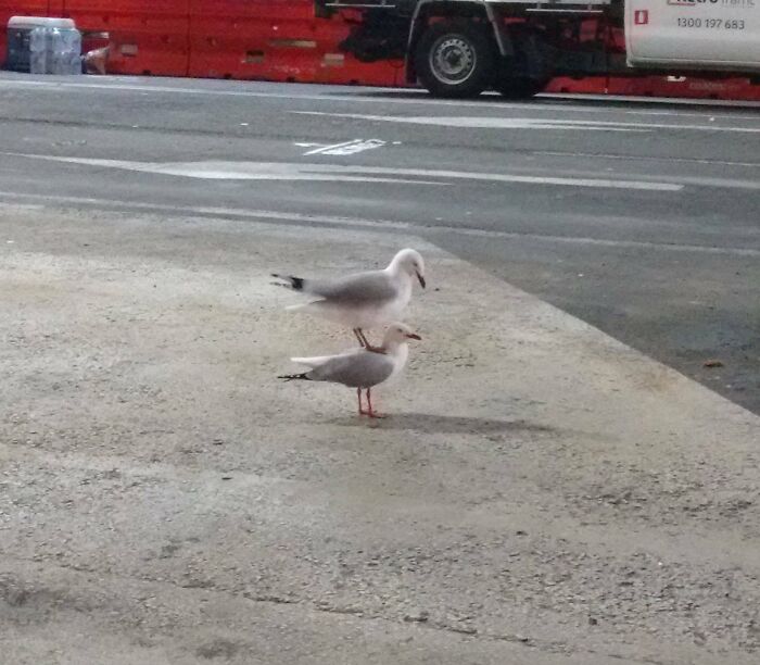 Seagulls standing in a parking lot, one bird on top of the other, surprising photo moment.