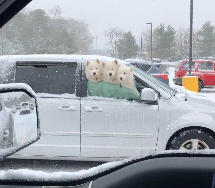 Three fluffy white dogs looking out a car window during snowy weather.