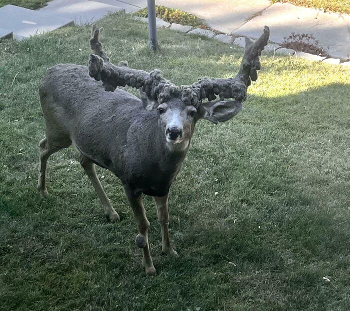 Deer with large, unique antlers stands on grass, capturing an unbelievable nature moment.
