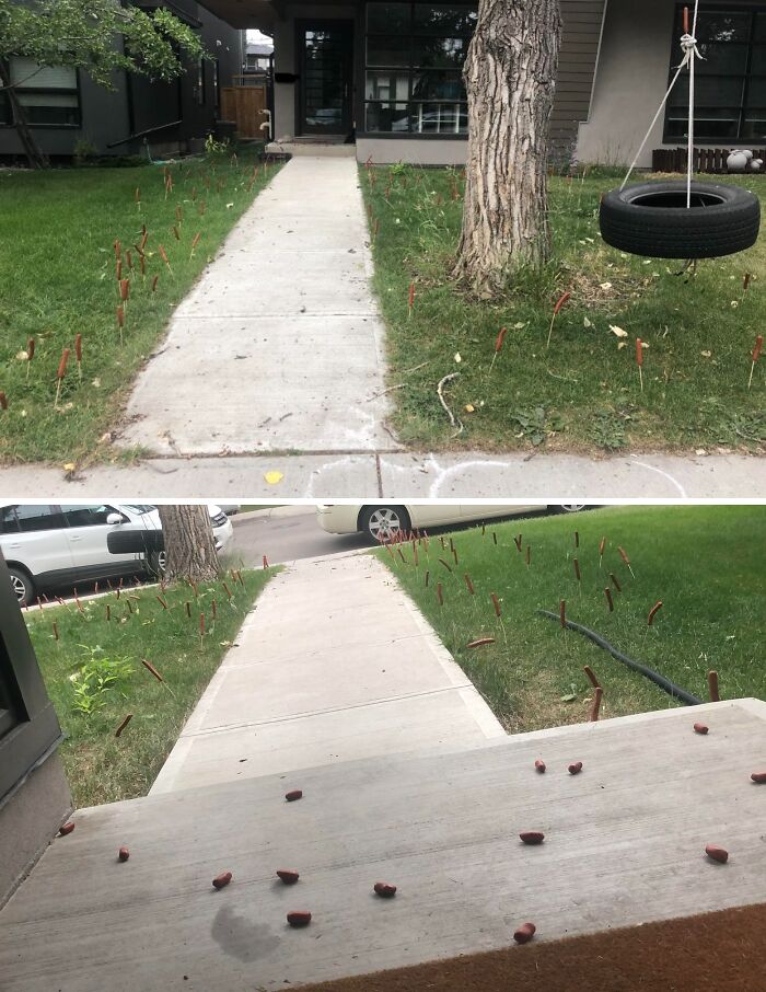 Hot dogs scattered along a grassy sidewalk, surprising visitors with an unexpected sight.