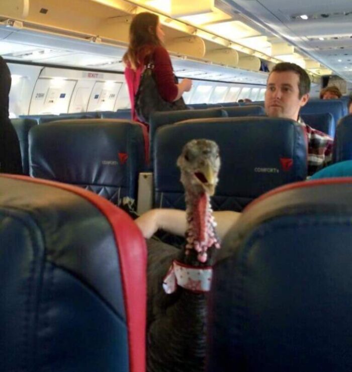 Turkey sitting on a plane seat, surprising passengers around it.