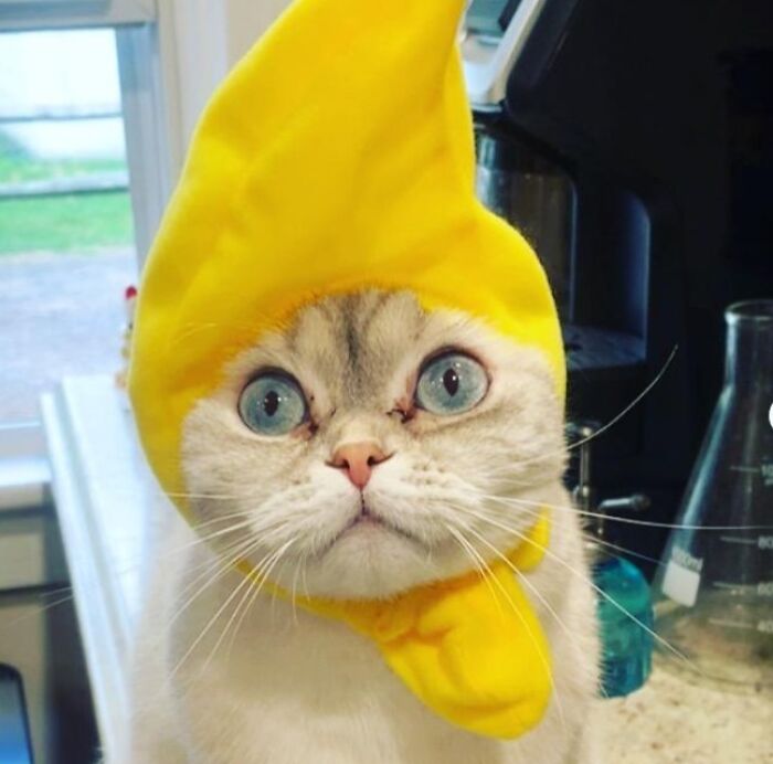 A cat wearing a quirky yellow hat in a kitchen setting.