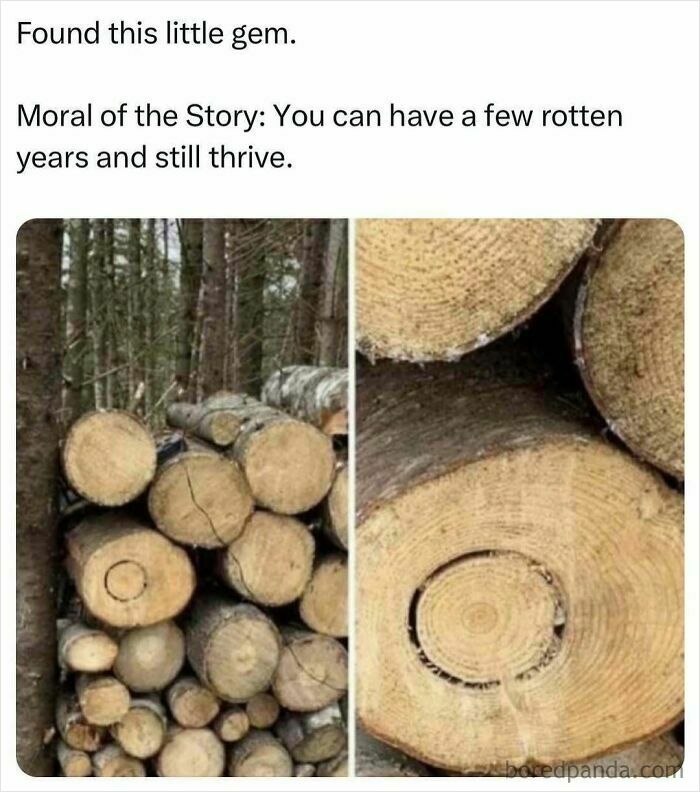 Pile of logs, with text humorously comparing rotten years to thriving, representing women's humor meme.