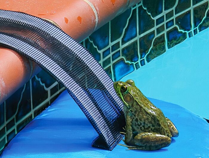 Frog using a makeshift ramp to climb out of a pool, illustrating creative tools for unexpected tasks.