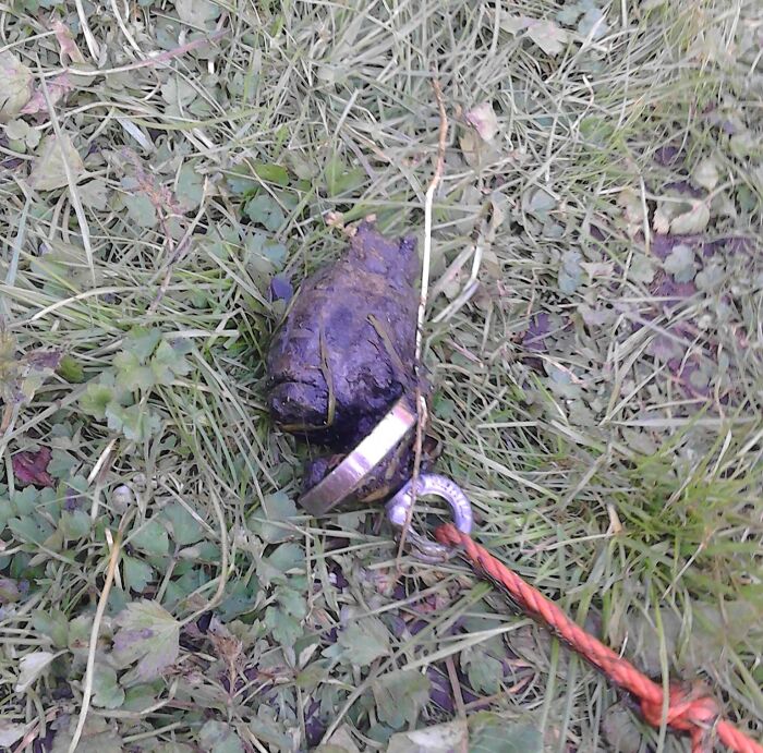 Unexpected find on grass: an old hand g*****e half-buried, discovered by chance.